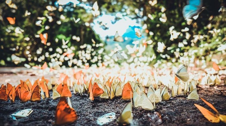 ninh binh parc national cuc phuong papillon